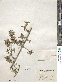 Ilex myrtifolia image