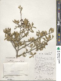 Ilex myrtifolia image