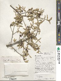 Ilex myrtifolia image