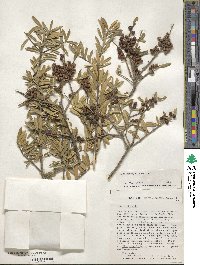 Ilex myrtifolia image