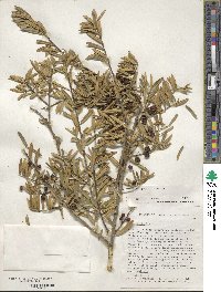 Ilex myrtifolia image