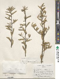 Ilex myrtifolia image