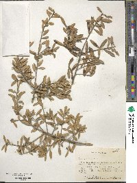 Ilex myrtifolia image