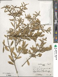 Ilex myrtifolia image