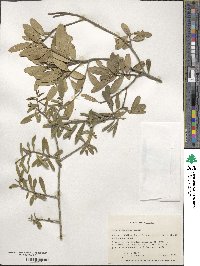 Ilex myrtifolia image