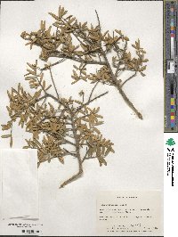 Ilex myrtifolia image