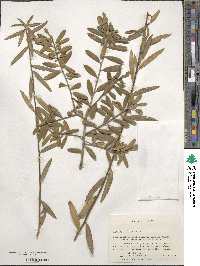 Ilex myrtifolia image