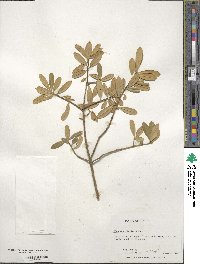 Ilex myrtifolia image