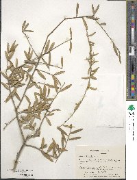 Ilex myrtifolia image