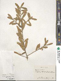 Ilex myrtifolia image