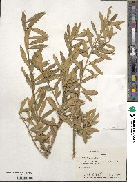 Ilex myrtifolia image