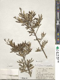 Ilex myrtifolia image