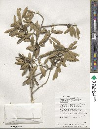 Ilex myrtifolia image