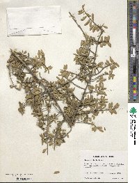 Ilex myrtifolia image