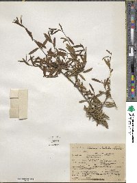 Ilex myrtifolia image