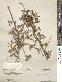 Ilex myrtifolia image