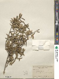 Ilex myrtifolia image