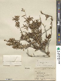 Ilex myrtifolia image