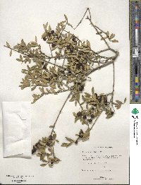 Ilex myrtifolia image