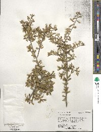 Ilex myrtifolia image