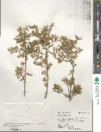 Ilex myrtifolia image