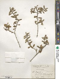 Ilex myrtifolia image