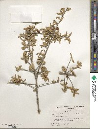 Ilex myrtifolia image