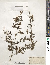 Ilex myrtifolia image