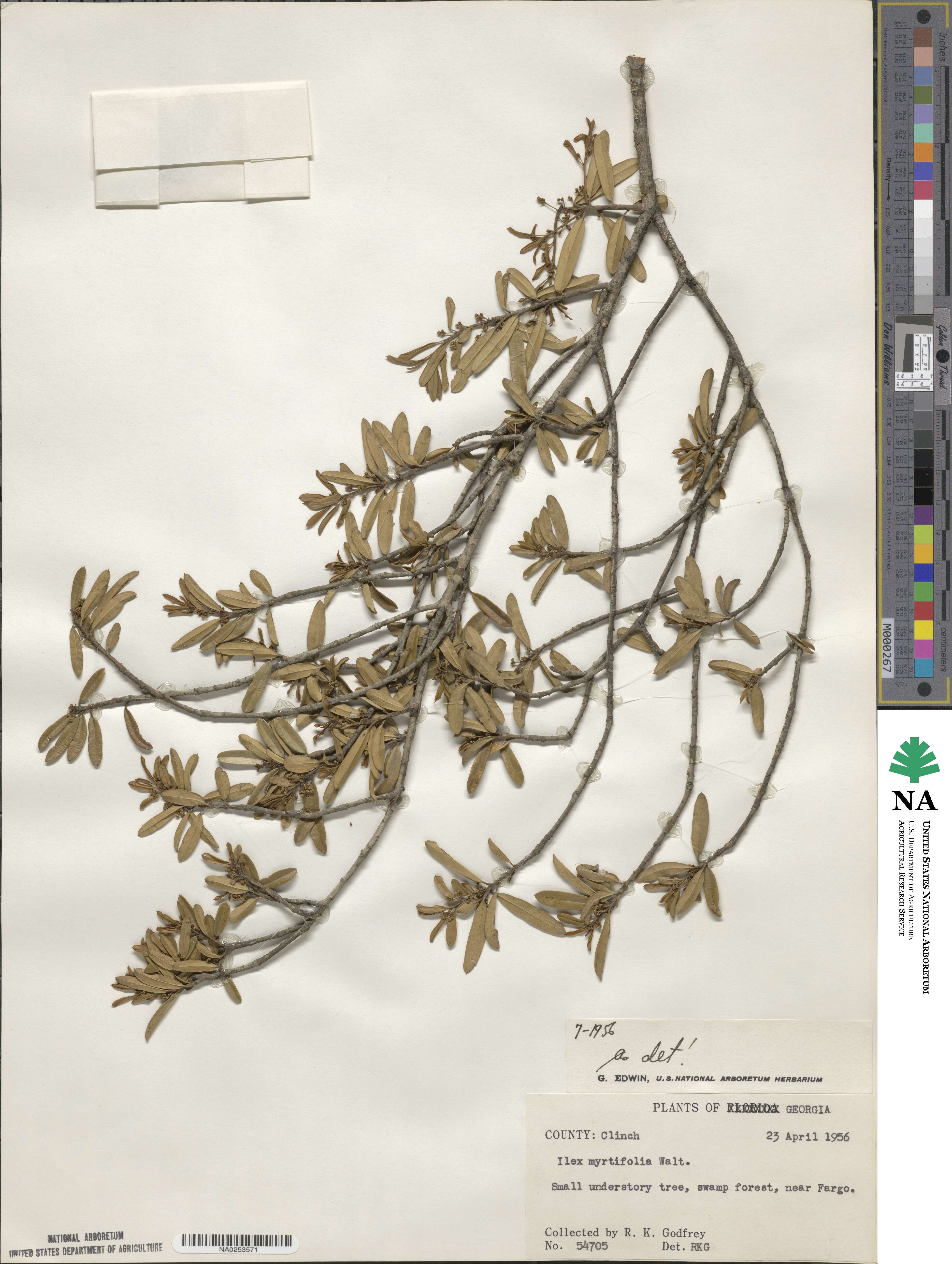 Ilex myrtifolia image