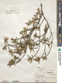 Ilex myrtifolia image