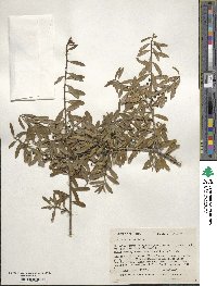 Ilex myrtifolia image