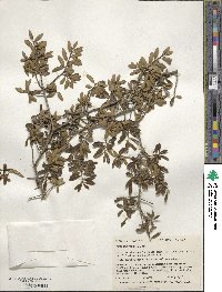 Ilex myrtifolia image