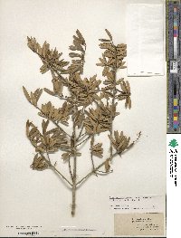 Ilex myrtifolia image