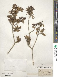 Ilex myrtifolia image