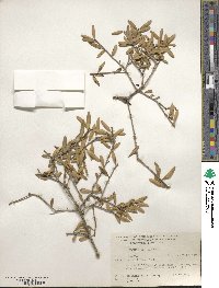 Ilex myrtifolia image