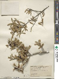 Ilex myrtifolia image