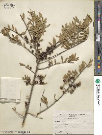 Ilex myrtifolia image