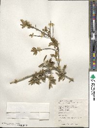 Ilex myrtifolia image