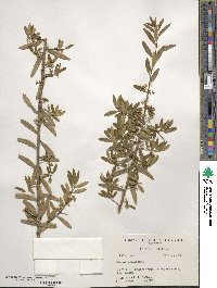 Ilex myrtifolia image