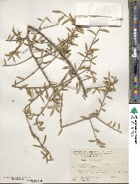 Ilex myrtifolia image