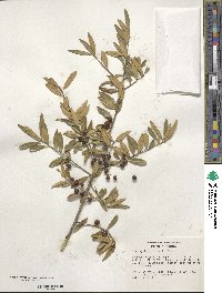 Ilex myrtifolia image