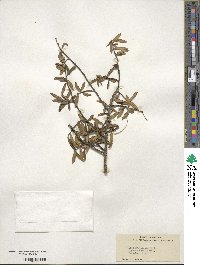 Ilex myrtifolia image