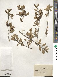 Ilex myrtifolia image