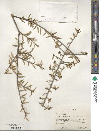 Ilex myrtifolia image