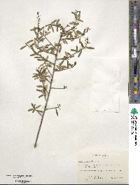 Ilex myrtifolia image