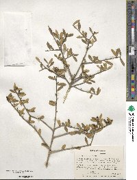 Ilex myrtifolia image