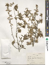 Ilex myrtifolia image