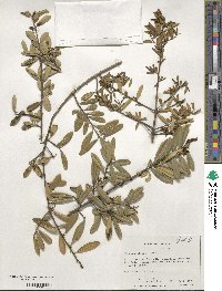 Ilex myrtifolia image