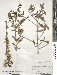 Ilex myrtifolia image