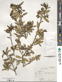 Ilex myrtifolia image